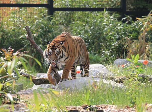 Tigre Zoo Tigre Zoo