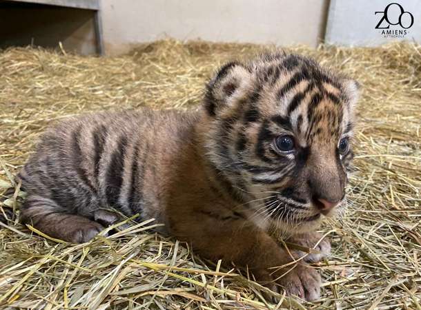 AMIENS // Naissance d'un tigre de Sumatra au zoo d'Amiens ! © Zoo d'Amiens