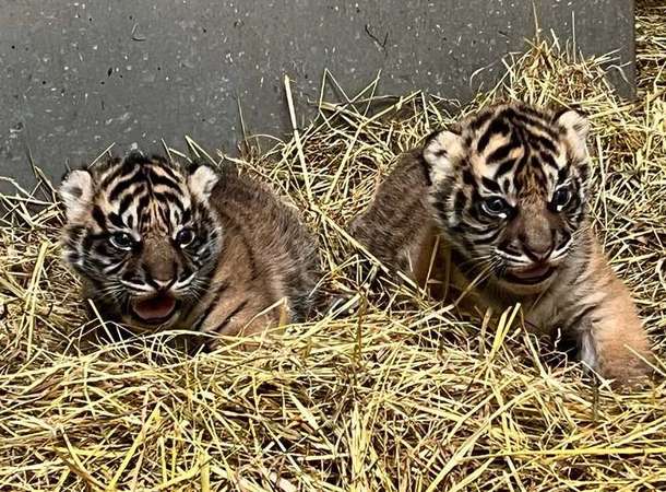 Naissance de deux tigres de Sumatra au Zoo d’Amiens © Parc zoologique Amiens Métropole