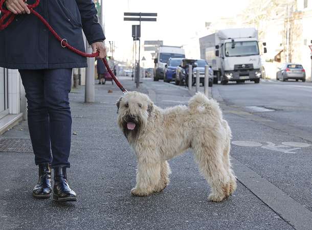 Amiens dans le top 10 des villes de plus de 100 000 habitants où il fait bon vivre avec son chien (classement 30 millions d'amis) © Laurent Rousselin Amiens dans le top 10 des villes de plus de 100 000 habitants où il fait bon vivre avec son chien (classement 30 millions d'amis) © Laurent Rousselin
