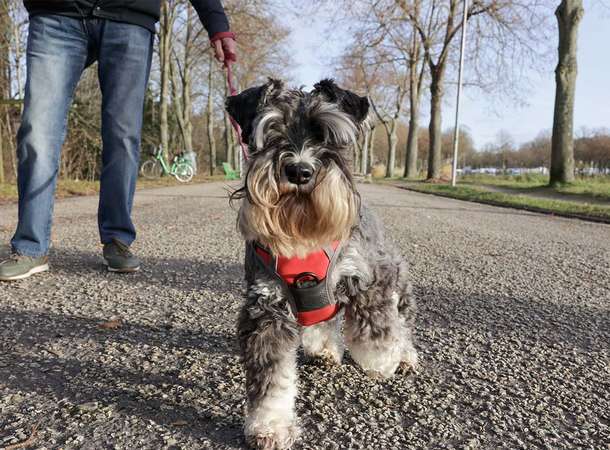 Amiens intègre le top 5 du classement 2026 des villes où il fait bon vivre avec son animal © Laurent Rousselin