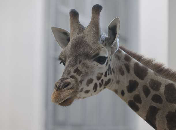 Le Zoo d’Amiens Métropole célèbre l'arrivée des girafes tout au long du mois de février © Laurent Rousselin
