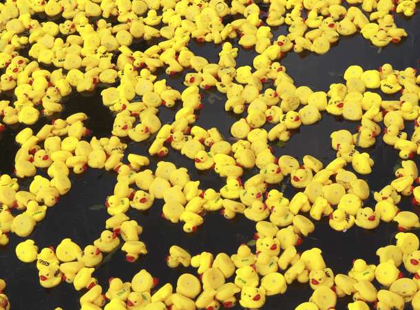 C’est la course des canards… © Sébastien Coquille - Amiens Métropole C’est la course des canards… © Sébastien Coquille - Amiens Métropole