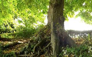 Rumigny aime les forêts  © Mairie de Rumigny Rumigny aime les forêts  © Mairie de Rumigny