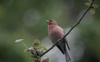 Oiseaux : Dury labellisé par la LPO  © LPO Oiseaux : Dury labellisé par la LPO  © LPO