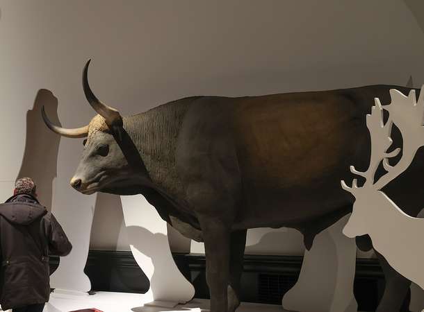 Le Jasa prend sa déco par les cornes 1 © Laurent Rousselin Le Jasa prend sa déco par les cornes 1 © Laurent Rousselin