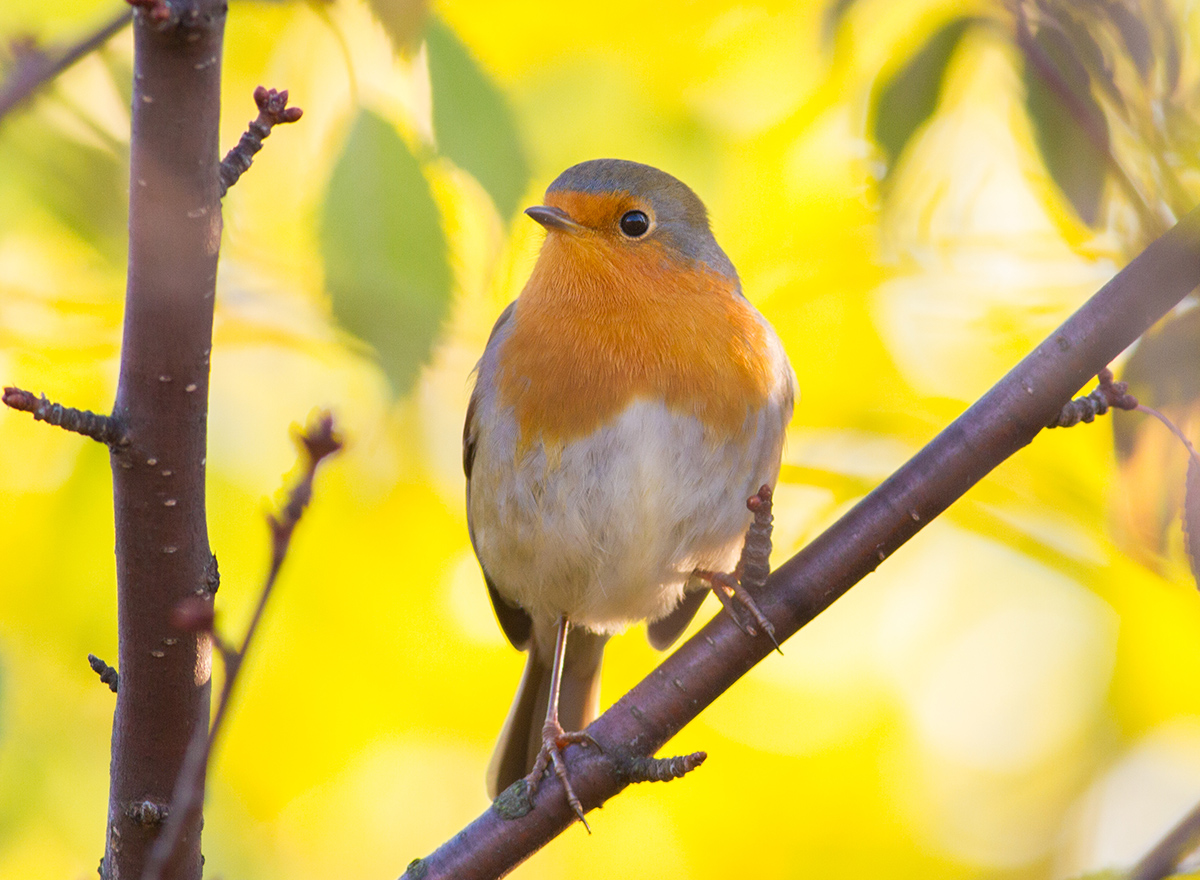 Rouge-gorge familier © Envato