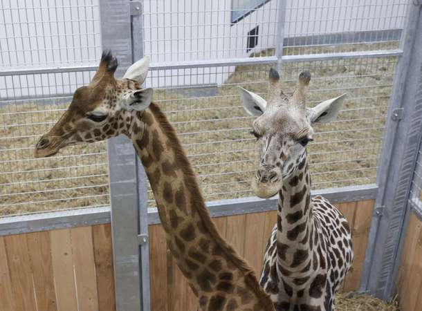 Bienvenue à Gustave et Kirsi © Laurent Rousselin