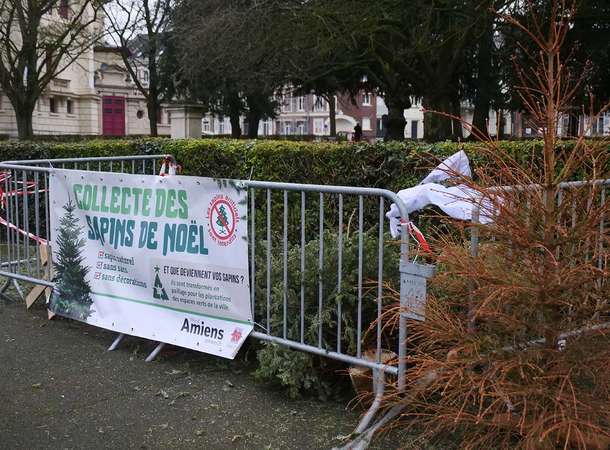 Par ici les sapins !  © Christopher Leger