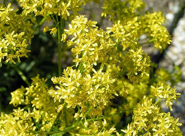 La waide, l'or bleu du textile © D.R.