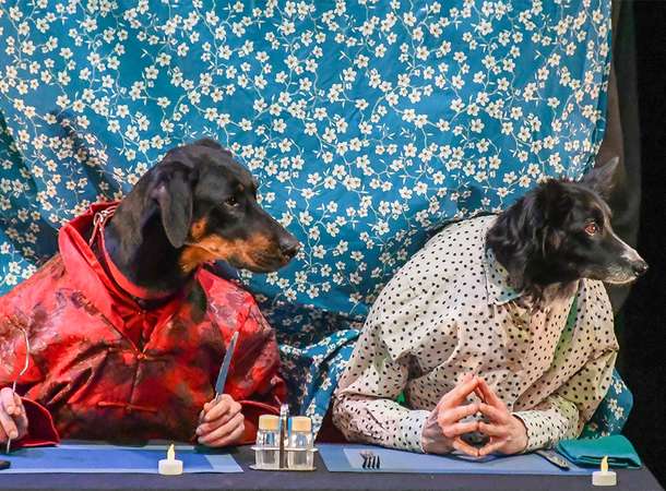 Les Des Plumés sont au poil © Alain Dugard