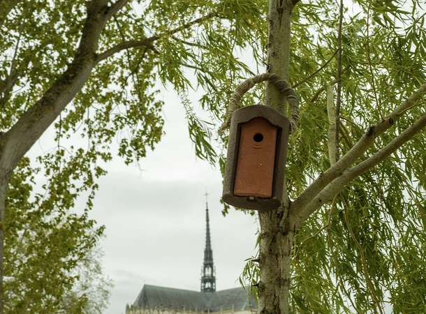 C’est quoi ces nichoirs au parc Saint-Pierre ? © Michel Massolin