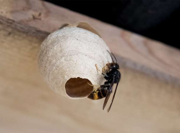 Frelons à pattes jaunes : piqûres de rappel © D.R.