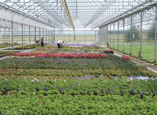 L'avenir du fleurissement : les plantes vivaces © Service des Espaces verts