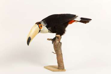 Toucan © Irwin Leullier-Musée de Picardie