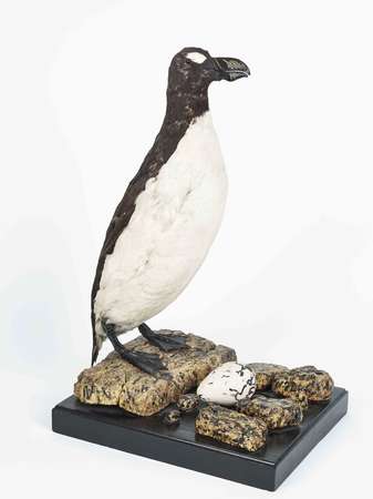 Grand pingouin, "Pinguinus impennis" (Linné, 1758), Arras, Musée des Beaux-Arts © Franck Boucourt / ACMHDF 