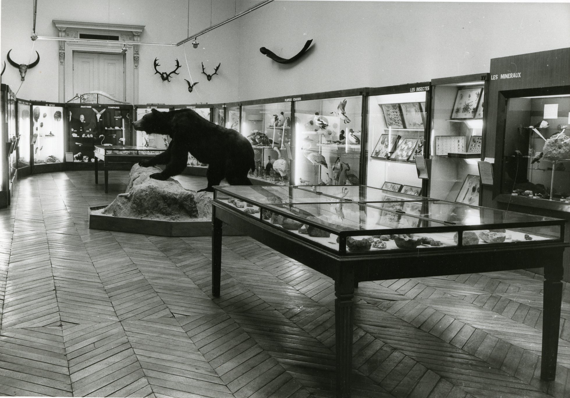 musée d'histoire naturelle