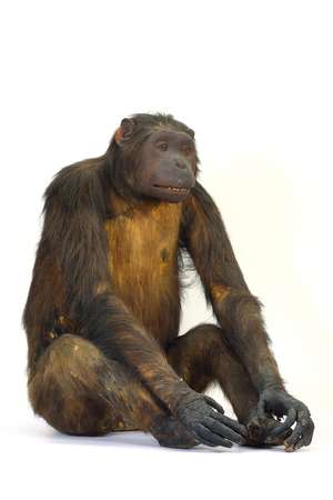 Museum chimpanzé  © Marc Jeanneteau-Musée de Picardie