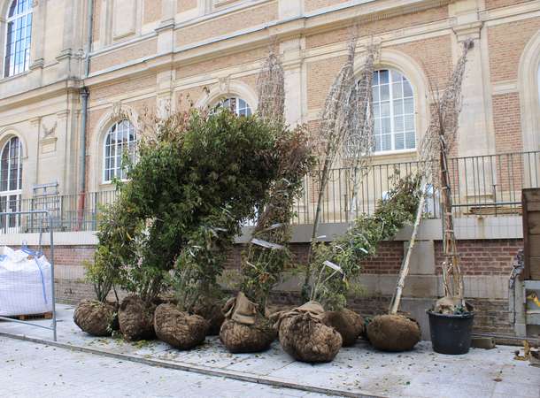 livraison des arbres -novembre 2019 © G.Gillmann-Musée de Picardie