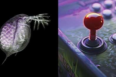 Biotic Game © Dominique Peysson Biotic Game © Dominique Peysson