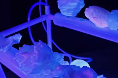 Faviidae © Julie Everaert Faviidae © Julie Everaert