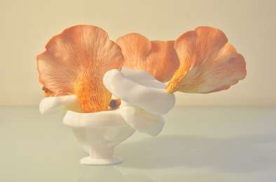 Pleurotes © Julie Everaert Pleurotes © Julie Everaert