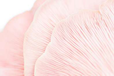 Pleurotus © Julie Everaert Pleurotus © Julie Everaert