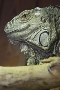 Iguane © Laurent Rousselin Iguane © Laurent Rousselin