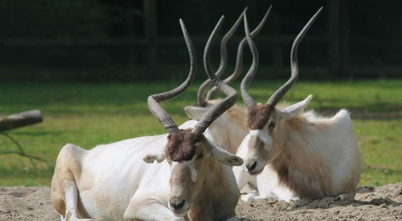 FAQ animaux FAQ animaux