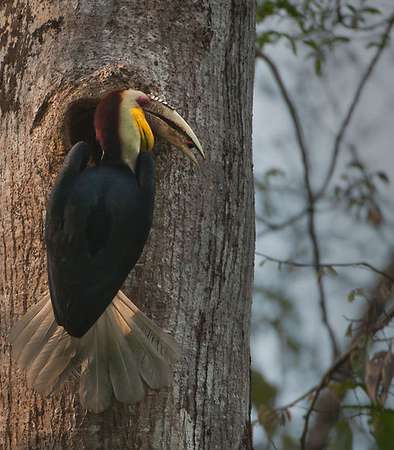 Hornbill nest
