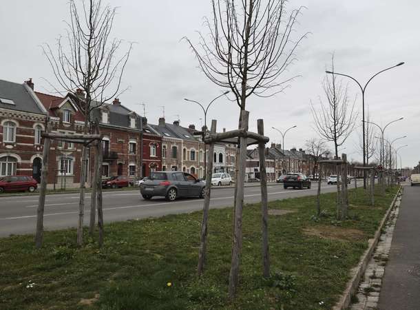 Les arbres s’enracinent à Amiens