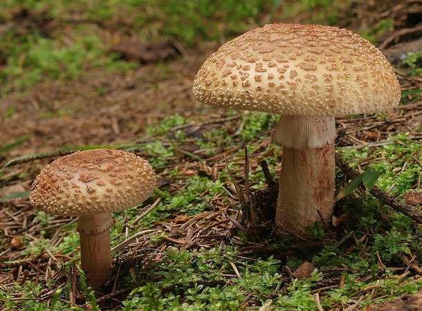 Amanite rougissante Amanite rougissante