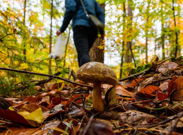 Champignon Champignon