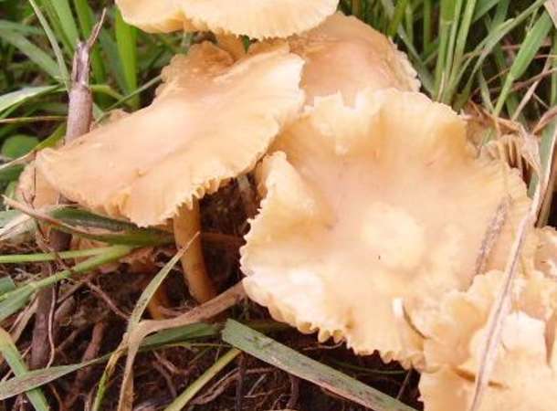 Marasmius_oreads Marasmius_oreads