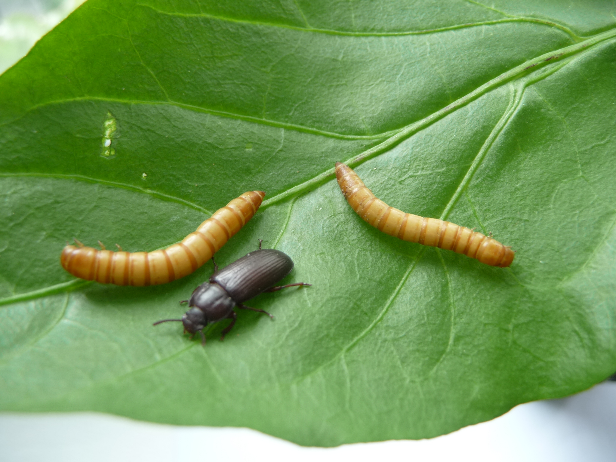Tenebrio molitor © Ynsect Tenebrio molitor © Ynsect
