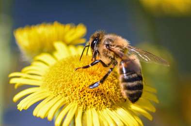 Abeille butinant © License CCO