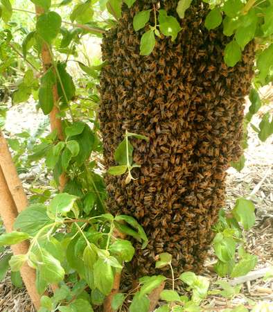 Essaim d'abeille quartier Saint Anne - 2019 © Mairie d'Amiens - Service Gestion des risques