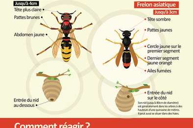 affiche frelon asiatique 