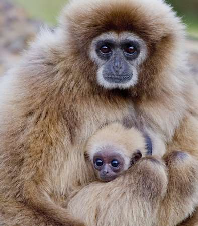 Gibbons Zoo Amiens Métropole © Laurent Rousselin Gibbons Zoo Amiens Métropole © Laurent Rousselin